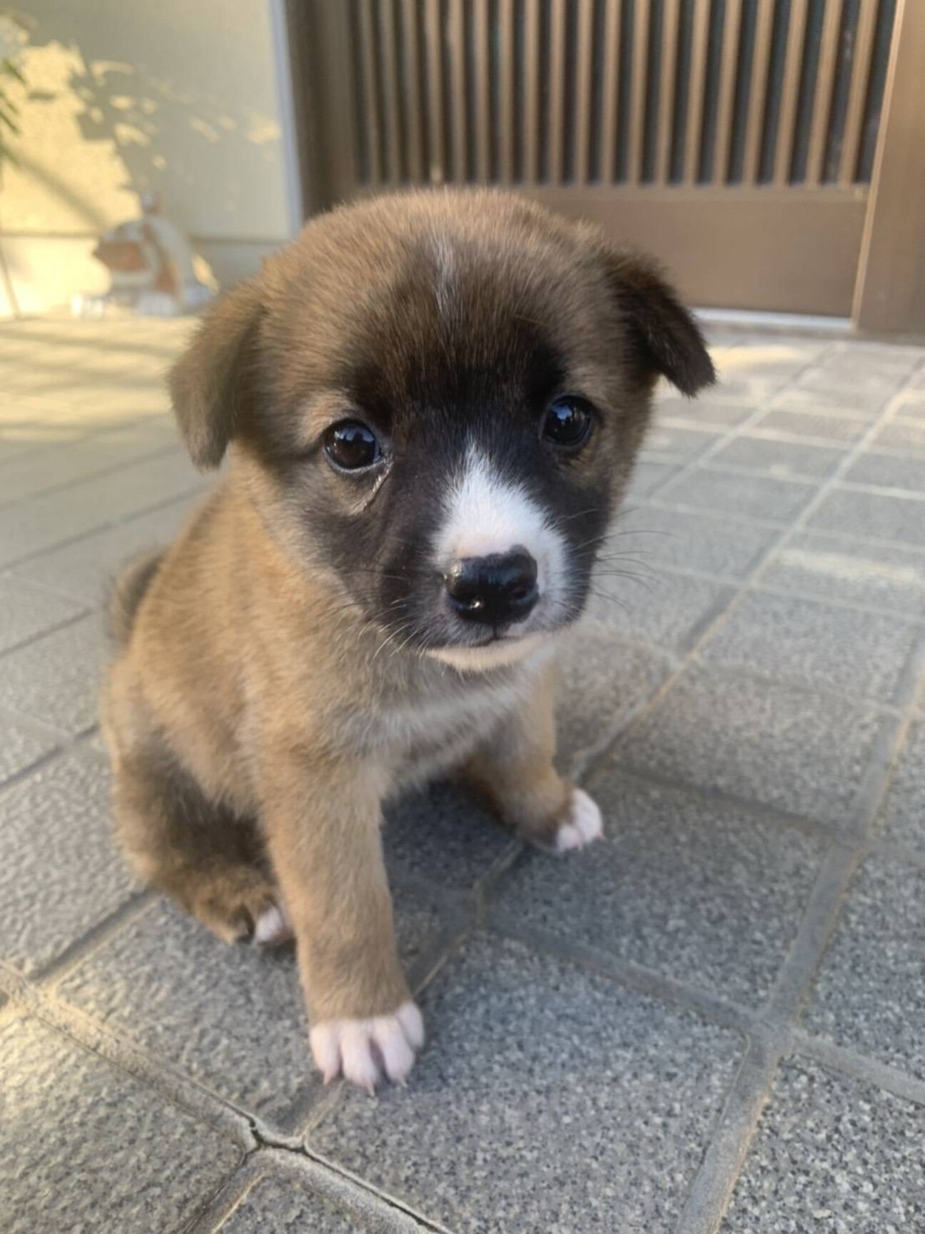 1ヶ月雑種の子犬メス ち 広島県 犬の里親募集 3405 ペットのおうち 月間利用者150万人