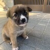 1ヶ月雑種の子犬メス「ちびちゃん」 サムネイル2