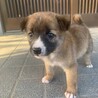 1ヶ月雑種の子犬メス「ちびちゃん」 サムネイル3