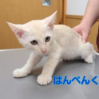 子猫の里親募集」奈良県 - 猫の里親募集(383406) :: ペットのおうち 