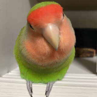 コザクラインコの里親募集中