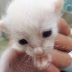 保護猫の譲渡会 子猫&大人猫