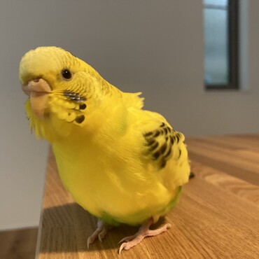 セキセイインコのぴーち♀です。陽気な性格です