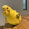 セキセイインコのぴーち♀です。陽気な性格です