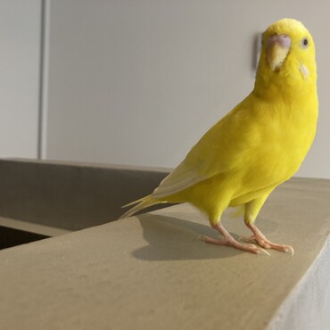 セキセイ♂きーちゃんです。荒鳥で懐いてません