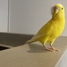 セキセイ♂きーちゃんです。荒鳥で懐いてません