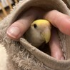 コザクラインコ♂ニコちゃんです。べた慣れです！
