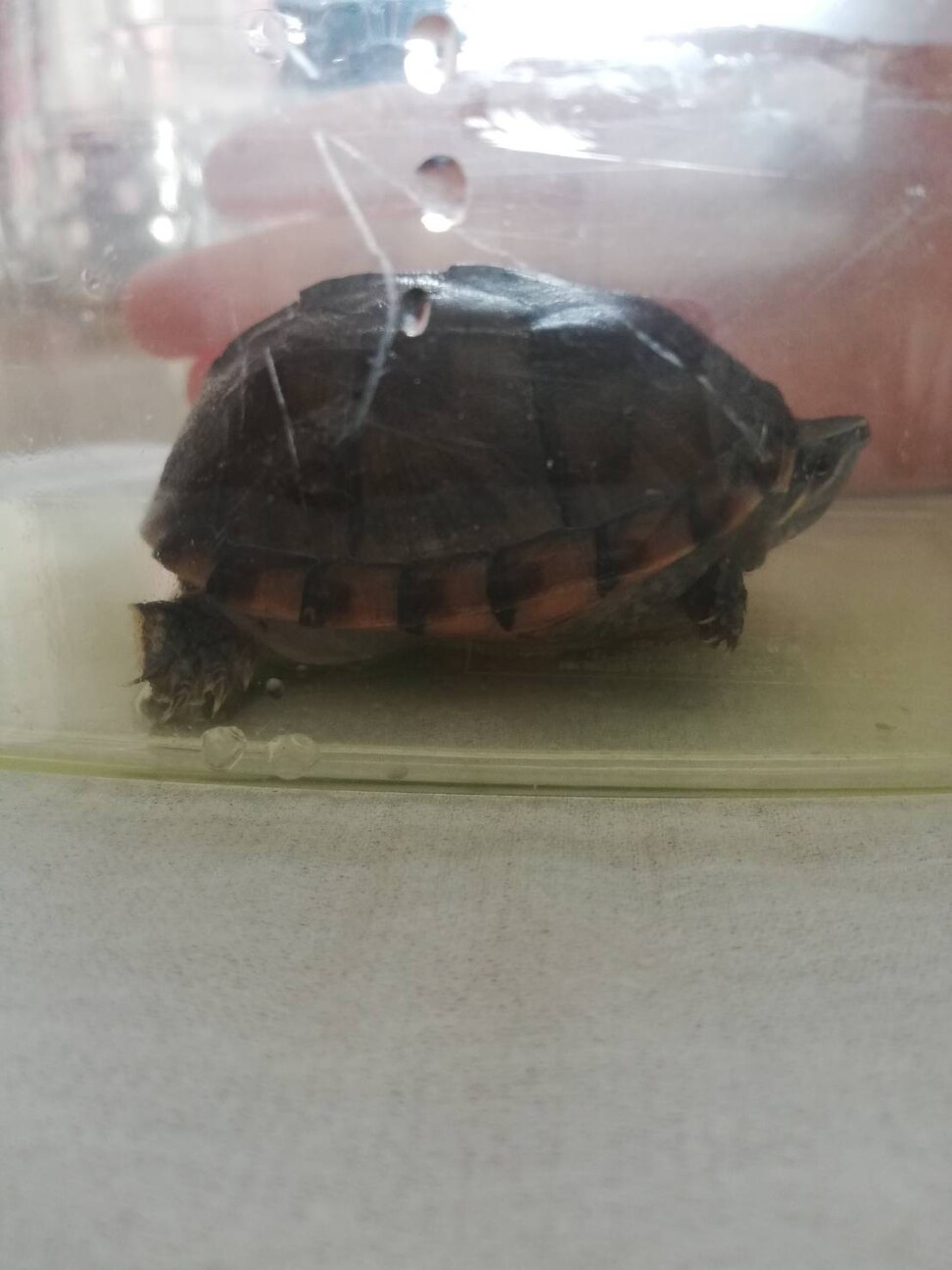 ミシシッピニオイガメ 餌くれダンス
