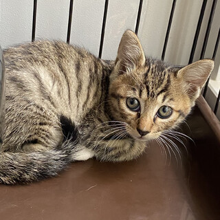 トライアル中→ぐり♂オレンジの毛がかわいい