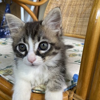 洋猫っぽい長毛キジ子猫、メグミちゃん★里親決定