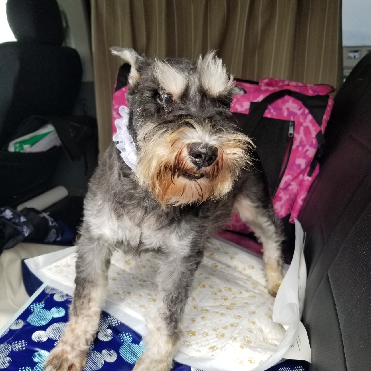 シュナウザー２個セット ペットフード Edin Network