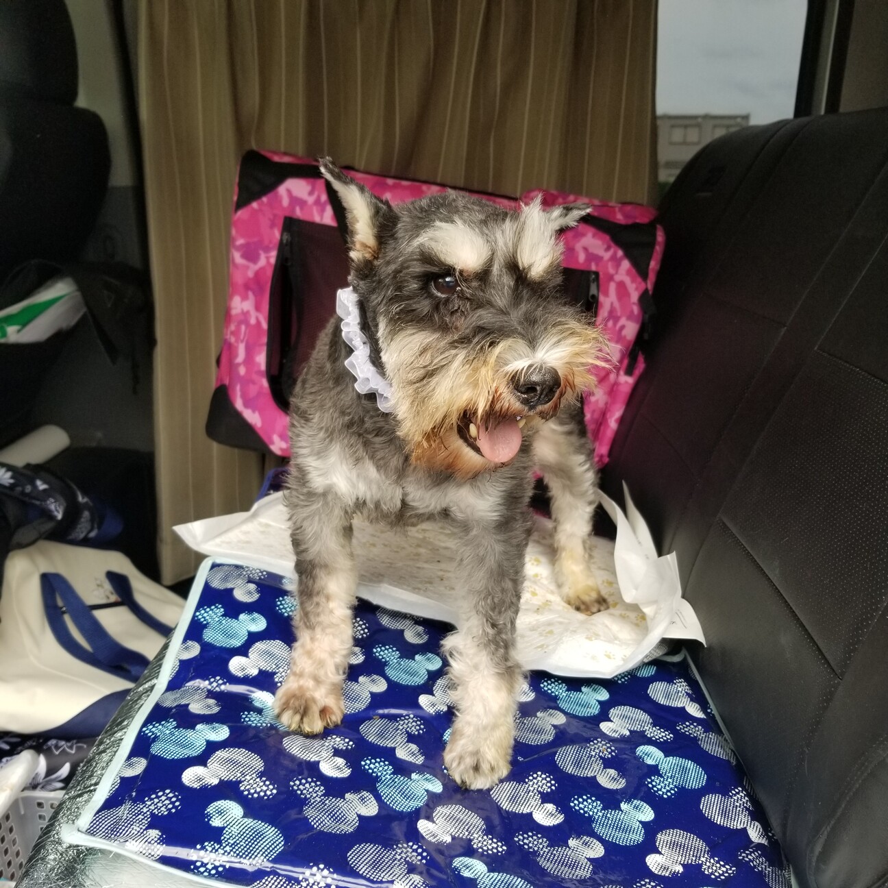 シュナウザー２個セット ペットフード Edin Network