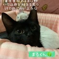 黒猫イケメン男子