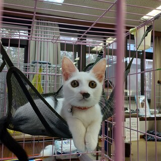 エイズキャリアの妖精　人や猫慣れ抜群