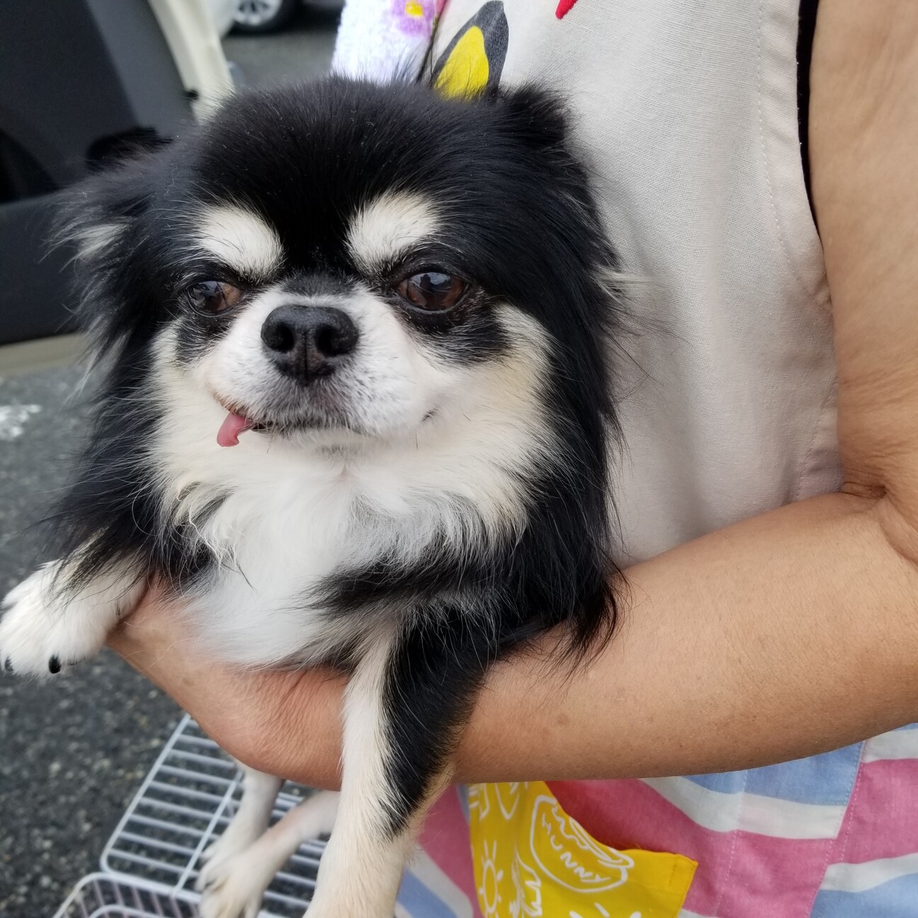 チワワ 男の子 B 7 兵庫県 犬の里親募集 3440 ペットのおうち 月間利用者150万人