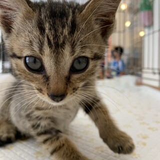 人懐っこいキジトラくん　