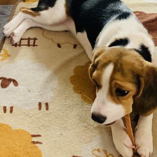 2歳、甘えん坊なビーグルの女の子