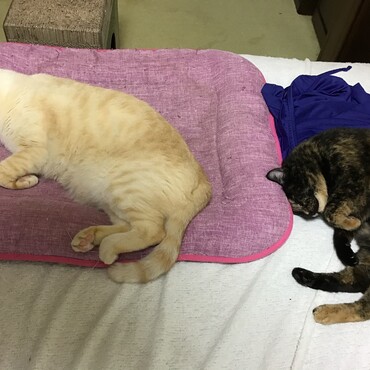 ななちゃん、良かったね！ほっとしたら、眠くなっちゃって、二人して寝ちゃいました（笑））