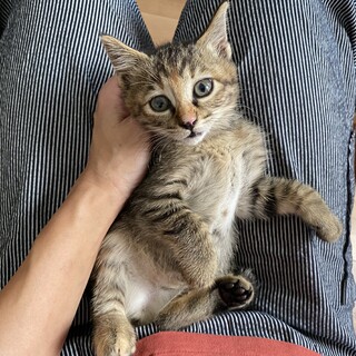 トライアル決定☆くら♀ケアラのぐりぐら兄妹