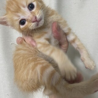 仲良しタビー