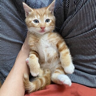 ぐら♂ケアラのぐりぐら兄妹