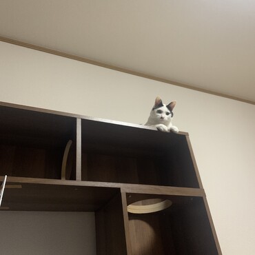 ニアの写真