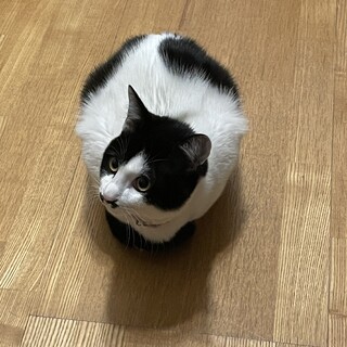 保護猫の里親募集:大事に育ててくださる方へ