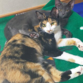 超ベタベタ♥訳あり三毛猫 ＆ ロシアンブルー