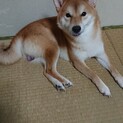 生後1年3か月の柴犬のりゅうくんです