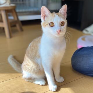 人間大好き甘えん坊☆ハレちゃん5ヶ月