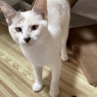 西宮市の猫の里親募集情報まとめ :: ペットのおうち【月間利用者150万 