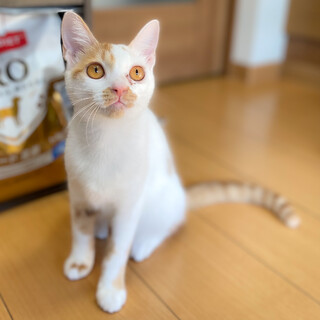 人間大好き甘えん坊☆トロちゃん5ヶ月