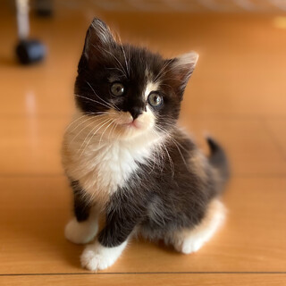 ホワホワ半長毛☆あみちゃん1.5ヶ月
