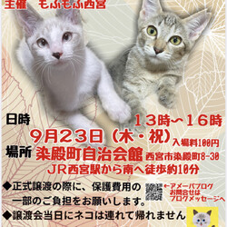 もふもふ西宮　ほごねこの幸せ譲渡会