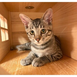 人も猫も大好き！やんちゃな甘えん坊キジトラ君です