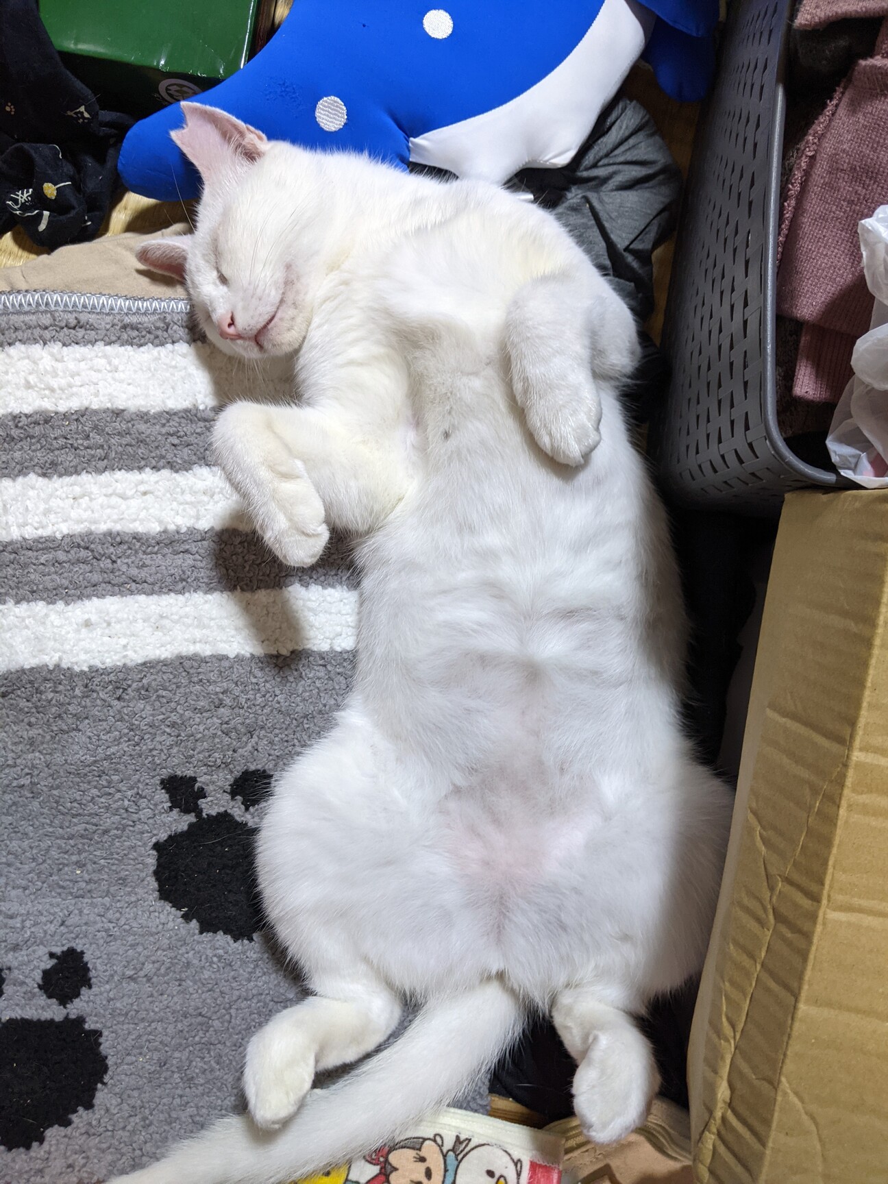 目が青いですが、聴覚障害」茨城県 - 猫の里親募集(377497 