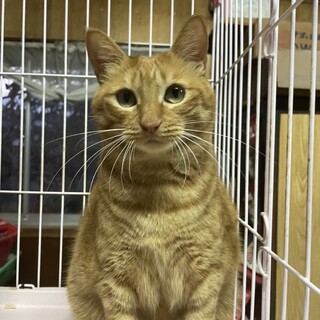 茶トラの女の子　ちゃーちゃん