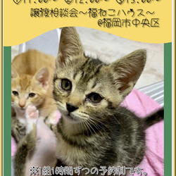 譲渡相談会〜福ねこハウス〜