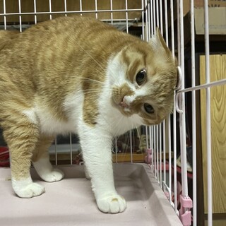 茶白の女の子　しーちゃん