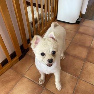 毛玉と過去は捨ててきた！福ちゃん♪