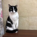もみじ❤️シャイなおとなしい子です。