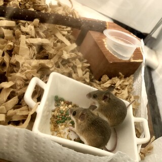 アフリカチビネズミ【体長4㎝/オス2匹】