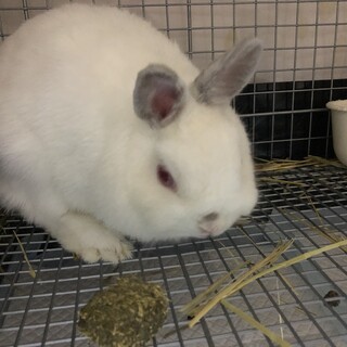 ネザー♀一歳　良血統