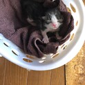 関東在住で子猫が欲しい方　おそらく9月19日生まれ