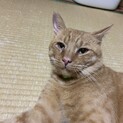 人大好き♡茶々丸くん♡