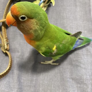 八重桜インコ(コザクラとボタンのハーフ)