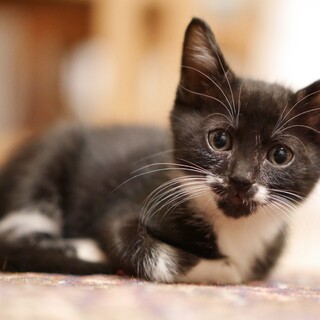 ちょっぴりタレ目な甘えん坊！小顔の男の子