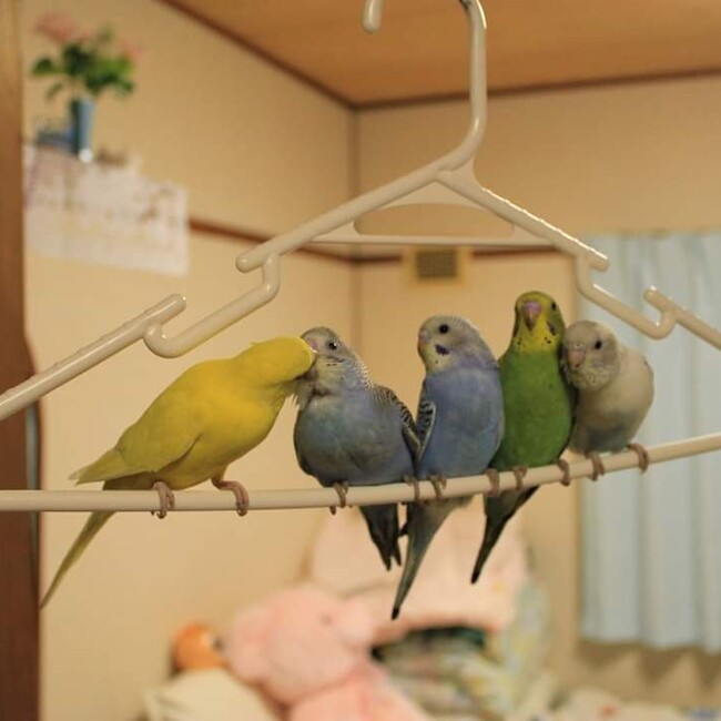 Edel1984のカバー写真