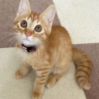 抱っこ大好き茶トラの大輝くん