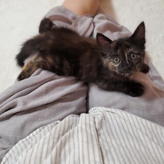 ミルクから育てた甘えん坊 長毛 サビ